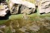 frosch2.jpg