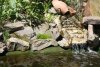 frosch1.jpg