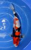 Showa Seki Guchi 60 cm 2010.jpg