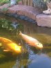 unsere koi ende september 2011 009.jpg