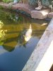unsere koi ende september 2011 015.jpg