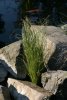 Teich105.JPG