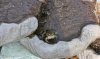 frosch3.jpg