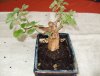 bonsai05.jpg