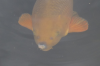 Hannibal1.png