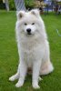 Nanook_2021.JPG