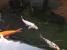 Koi.jpg